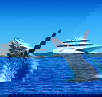 Tangalooma Island Resort Classic Whale Watching Day Cruise - Accommodation Sydney