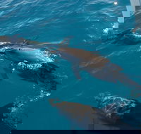 Fraser Island  Dolphin Sailing Adventure - Accommodation Sydney