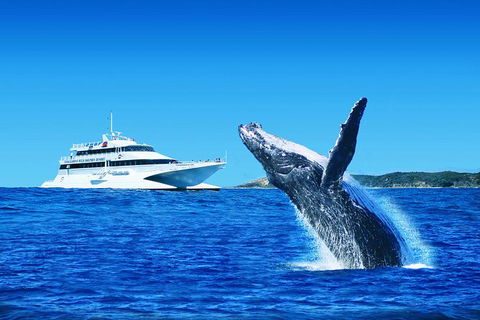 Tangalooma Island Resort Dolphin Viewing Day Cruise With Whale Watching - Accommodation Sydney 0