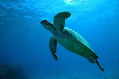 Great Barrier Reef Dive And Snorkel Cruise From Mission Beach - Sydney 4u 7
