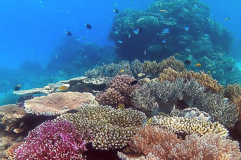 Great Barrier Reef Dive And Snorkel Cruise From Mission Beach - Sydney 4u 4