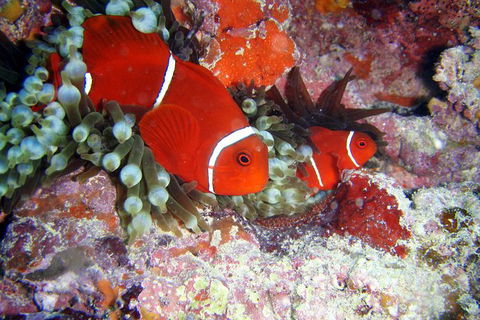 Great Barrier Reef Dive And Snorkel Cruise From Mission Beach - Sydney 4u 6