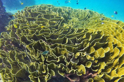 Great Barrier Reef Dive And Snorkel Cruise From Mission Beach - Sydney 4u 5