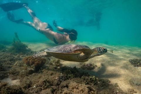Half Day Low Isles Snorkelling Tour From Port Douglas - Accommodation Sydney 6