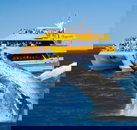Spirit of Hervey Bay Whale Watching Cruise - Accommodation Sydney