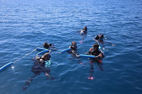 Hervey Bay Whale Swim And Watch - Sydney 4u 1