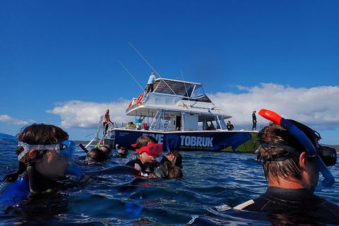 Hervey Bay Whale Swim And Watch - Sydney 4u 5