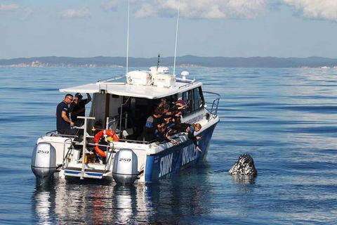 Hervey Bay Whale Swim And Watch - Sydney 4u 3