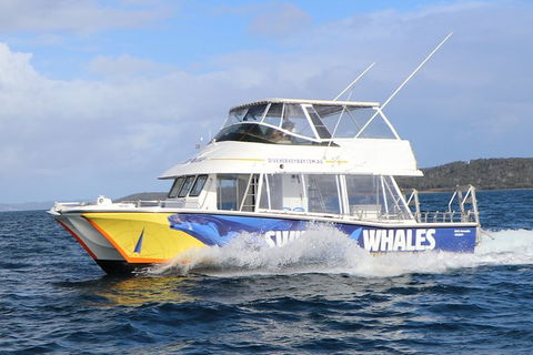 Hervey Bay Whale Swim And Watch - Sydney 4u 2