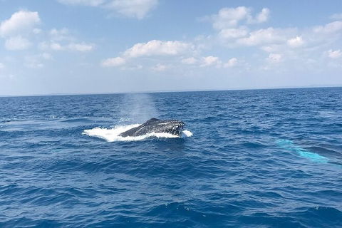 Hervey Bay Whale Swim And Watch - Sydney 4u 6