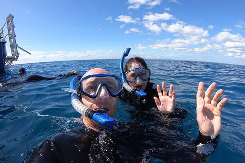 Hervey Bay Whale Swim And Watch - Sydney 4u 4