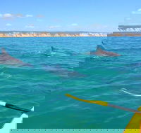 Half-Day Kayak with Dolphins and 4WD Beach Drive from Rainbow Beach - Accommodation Sydney