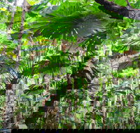 Cape Tribulation Daintree Rainforest and Wildlife Tour - Sydney 4u