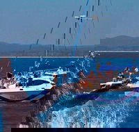 Blue Dolphin Exclusive Whale Watch Encounters - Accommodation Sydney
