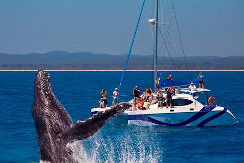 Blue Dolphin Exclusive Whale Watch Encounters - Sydney 4u 0