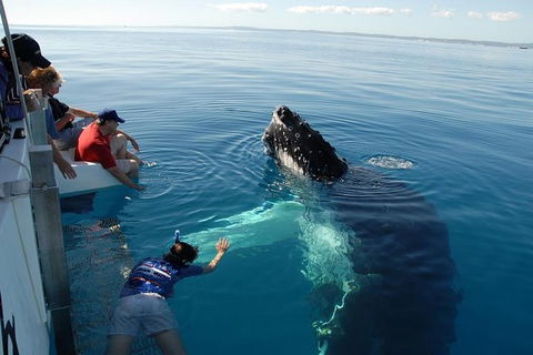 Blue Dolphin Exclusive Whale Watch Encounters - Sydney 4u 1
