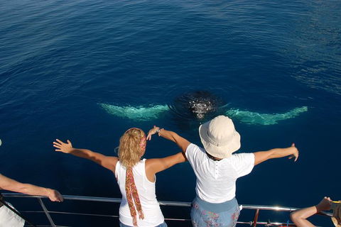 Blue Dolphin Exclusive Whale Watch Encounters - Sydney 4u 3
