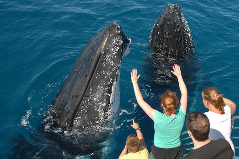 Blue Dolphin Exclusive Whale Watch Encounters - Sydney 4u 8