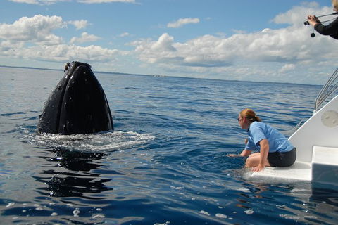 Blue Dolphin Exclusive Whale Watch Encounters - Sydney 4u 7