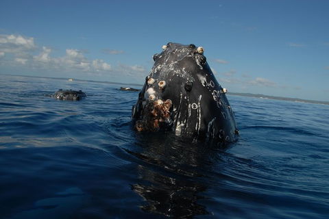 Blue Dolphin Exclusive Whale Watch Encounters - Sydney 4u 9
