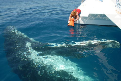 Blue Dolphin Exclusive Whale Watch Encounters - Sydney 4u 4