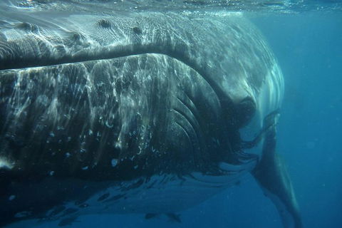 Blue Dolphin Exclusive Whale Watch Encounters - Sydney 4u 6