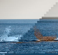 Whale Watching Ocean Tour - Accommodation Sydney