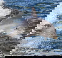 Noosa Oceanrider Scenic Dolphin Safari - Accommodation Sydney