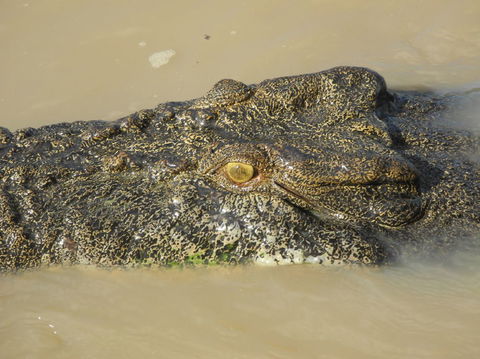 Darwin Jumping Crocodiles Cruise On Adelaide River - Sydney 4u 4