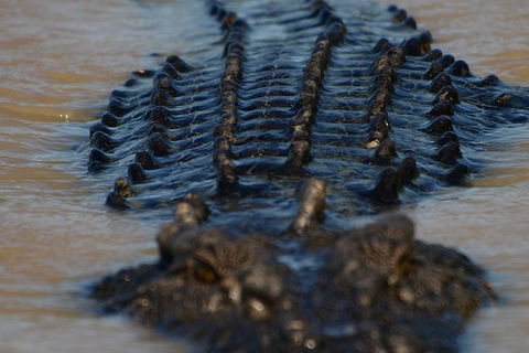 Darwin Jumping Crocodiles Cruise On Adelaide River - Sydney 4u 1