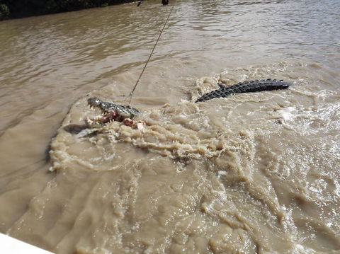 Darwin Jumping Crocodiles Cruise On Adelaide River - Sydney 4u 8