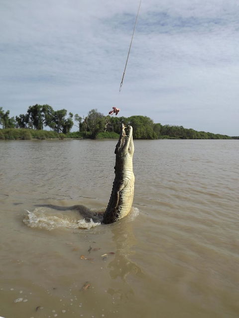 Darwin Jumping Crocodiles Cruise On Adelaide River - Sydney 4u 2