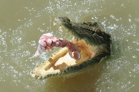 Darwin Jumping Crocodiles Cruise On Adelaide River - Sydney 4u 0