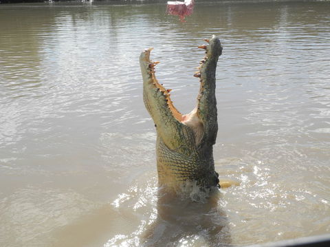 Darwin Jumping Crocodiles Cruise On Adelaide River - Sydney 4u 5