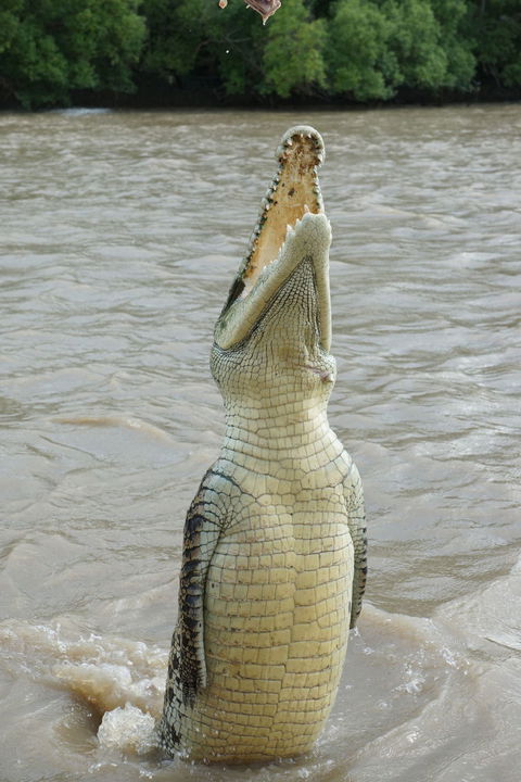 Darwin Jumping Crocodiles Cruise On Adelaide River - Sydney 4u 6