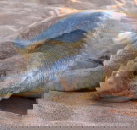 Turtle Tracks Tour to Bare Sand Island from Darwin - Accommodation Sydney