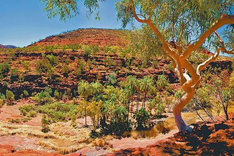 Palm Valley 4WD Tour From Alice Springs - Accommodation Sydney 6
