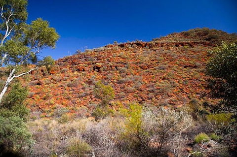 Palm Valley 4WD Tour From Alice Springs - Accommodation Sydney 7
