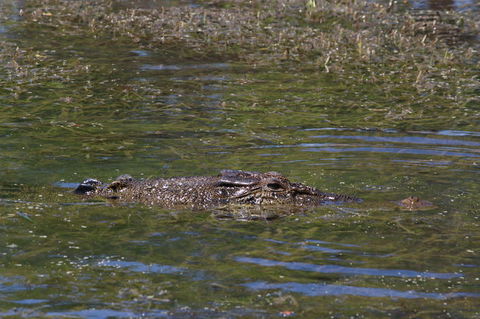 Kakadu, Nourlangie And Yellow Waters Tour From Darwin - Accommodation Sydney 16