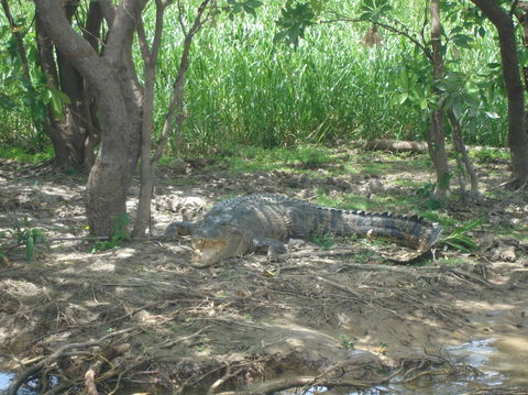 Kakadu, Nourlangie And Yellow Waters Tour From Darwin - Accommodation Sydney 21