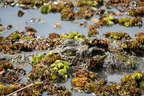 Kakadu, Nourlangie And Yellow Waters Tour From Darwin - Accommodation Sydney 17