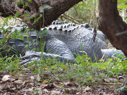 Kakadu, Nourlangie And Yellow Waters Tour From Darwin - Accommodation Sydney 13
