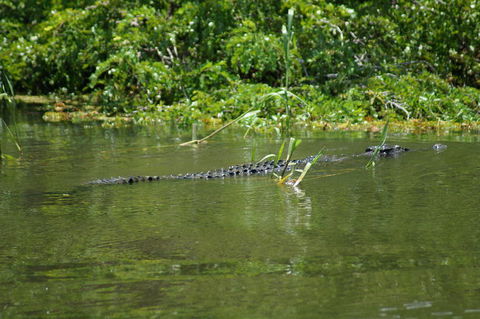 Kakadu, Nourlangie And Yellow Waters Tour From Darwin - Accommodation Sydney 4
