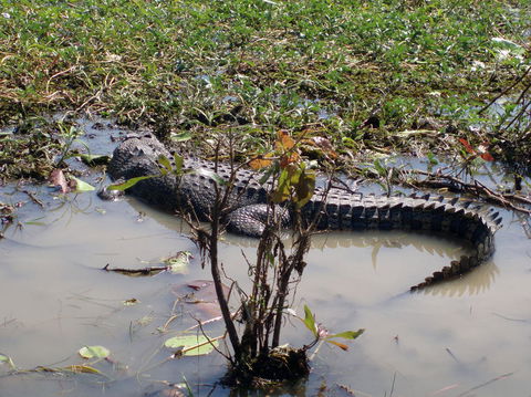 Kakadu, Nourlangie And Yellow Waters Tour From Darwin - Accommodation Sydney 19