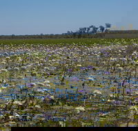 230pm Safari Cruise 1.5 Hours - Accommodation Sydney