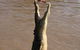 Litchfield Dreams 1 Day National Park Waterfall Swimming & Jumping Croc Cruise - thumb 1