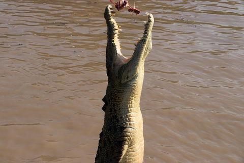 Litchfield Dreams 1 Day National Park Waterfall Swimming & Jumping Croc Cruise - Accommodation Sydney 1