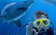 Shark Dive Xtreme At SEA LIFE Sydney Aquarium - thumb 0
