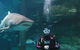 Shark Dive Xtreme At SEA LIFE Sydney Aquarium - thumb 6