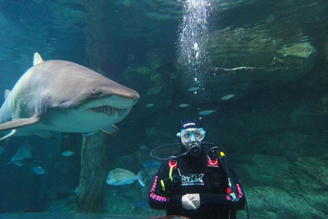Shark Dive Xtreme At SEA LIFE Sydney Aquarium - Accommodation Sydney 6